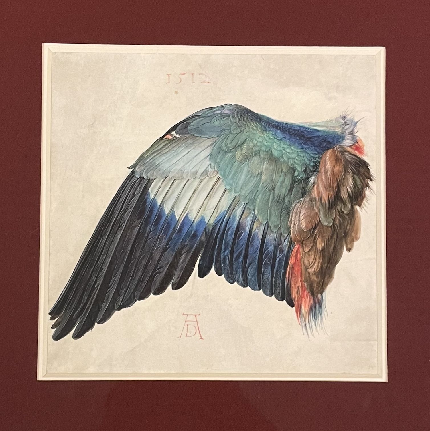 Dürer, étude d'aile