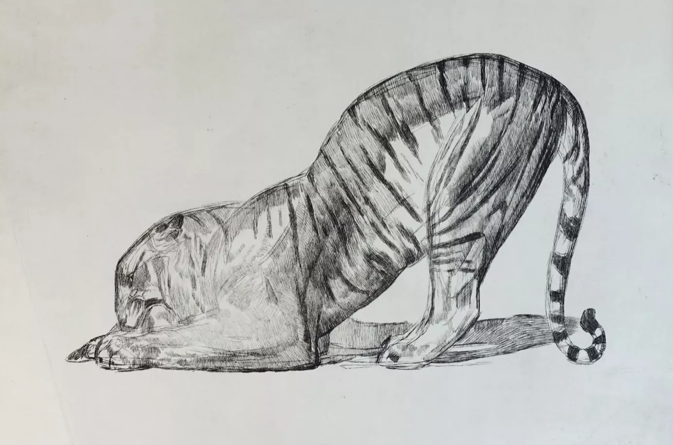 Paul Jouve, dessin