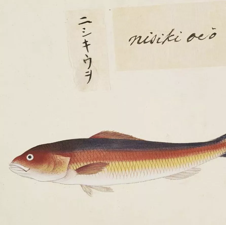 Kawahara Keiga, dessin