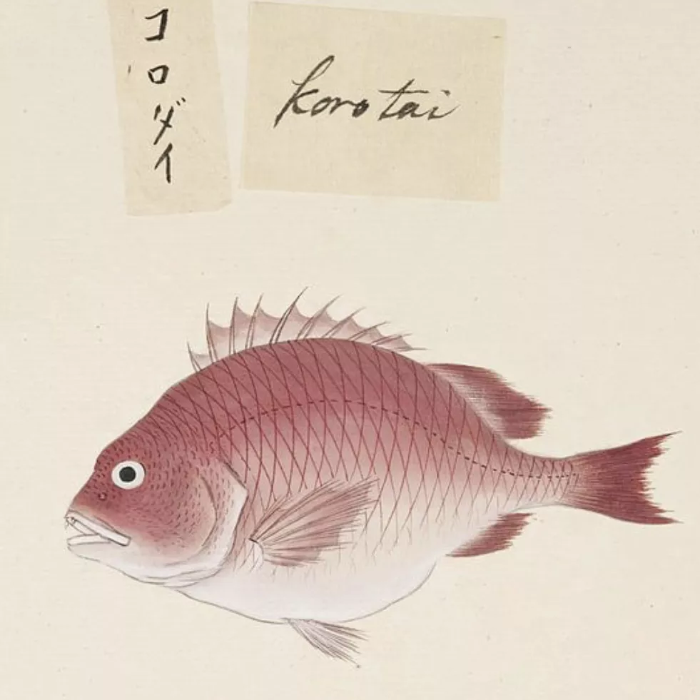 Kawahara Keiga, dessin