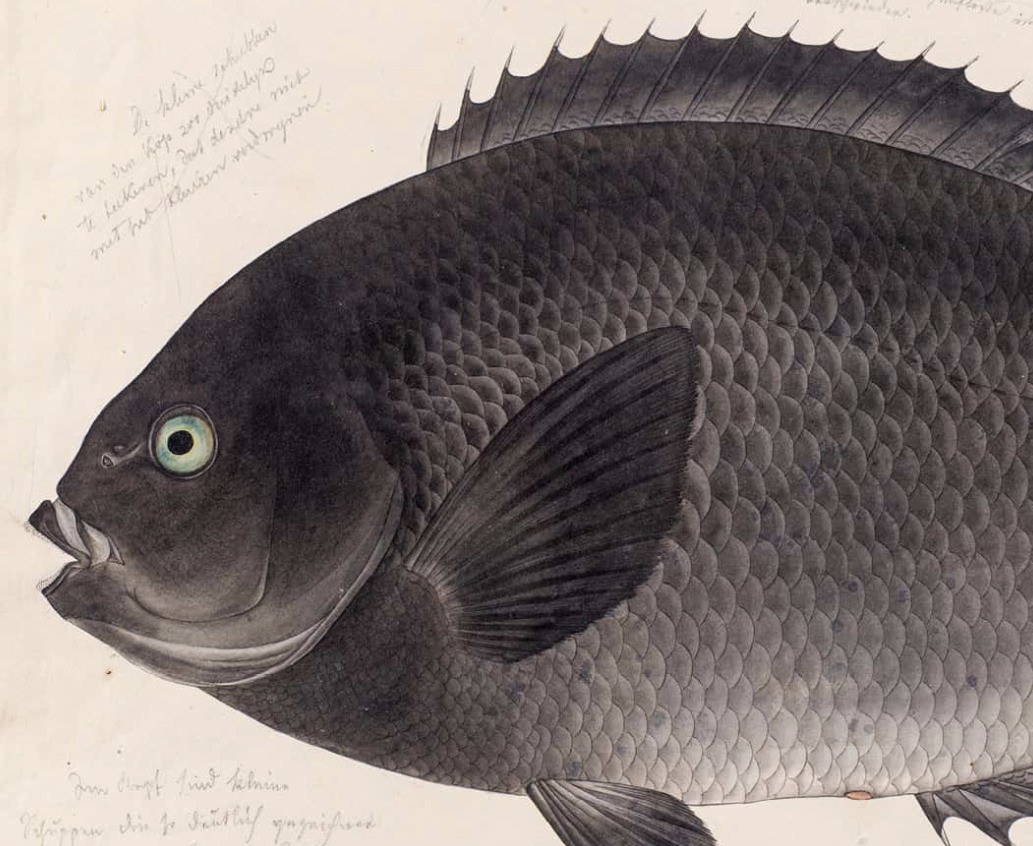 Kawahara Keiga, dessin