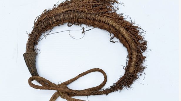 ILES SAMOA, XIXème siècle. Collier de prestige (Vuasagale ), présentant dix dents de morse, sculptées et polies, maintenues par des fibres végétales tressées et nouées