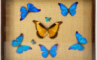 papillons