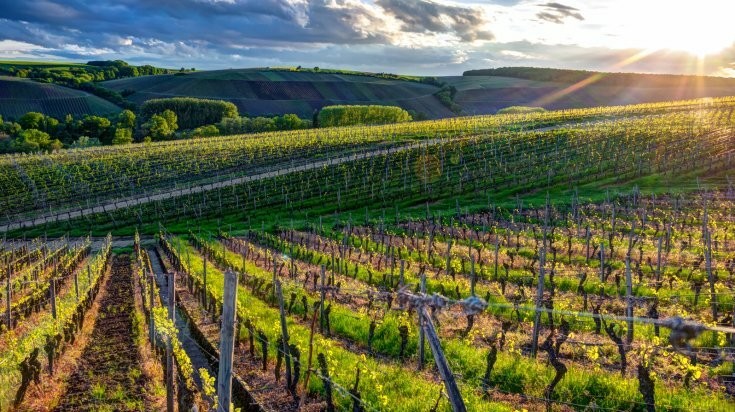 Les vins de pays du vignoble Bordelais et d'Alsace