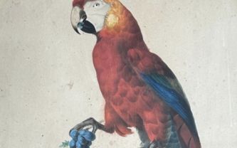 Auguste Pelletier, gouache sur papier